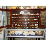 A 19TH CENTURY MAHOGANY SHELVED DISPLAY CABINET WITH GLAZED DOORS CONTAINING A LARGE SELECTION OF