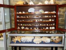 A 19TH CENTURY MAHOGANY SHELVED DISPLAY CABINET WITH GLAZED DOORS CONTAINING A LARGE SELECTION OF