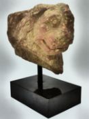 AN EARLY RED SANDSTONE FRAGMENT LION'S HEAD, PROBABLY NORTHERN INDIA, MOUNTED ON MUSEUM TYPE SUPPORT