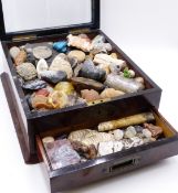 A VICTORIAN WALNUT COLLECTORS CABINET OF CURIOSITIES CONTAINING A MIXED ARRAY OF FOSSILS,