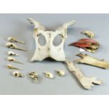 A BOVINE PELVIC BONE "MASK" TOGETHER WITH A QTY OF BIRD SKULLS HORNBILL BILLS ETC. (QTY)