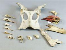 A BOVINE PELVIC BONE "MASK" TOGETHER WITH A QTY OF BIRD SKULLS HORNBILL BILLS ETC. (QTY)