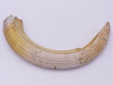 A LARGE HIPPOPOTAMUS TUSK. AFRICA. 35 CM SPAN