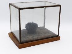 AN INTRIGUING "TAXIDERMY" SCULPTURE OF A SEA ANEMONE ITS TENTICLES FOMED BY IRON FILINGS ON A