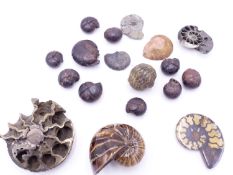 A SMALL COLLECTION OF FOSSIL AMMONITES AND TRILOBITES INCLUDING SOME POLISHED EXAMPLES (QTY)