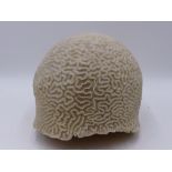 A LARGE SPECIMEN "BRAIN" CORAL IN UNUSUALLY COMPLETE CONDITION 18 CM HIGH X 22 CM DIAMETER.