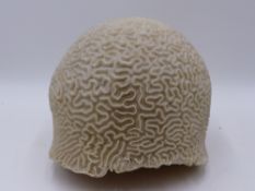 A LARGE SPECIMEN "BRAIN" CORAL IN UNUSUALLY COMPLETE CONDITION 18 CM HIGH X 22 CM DIAMETER.