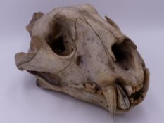 AN AFRICAN LION SKULL (PANTERA LEO) WITH LOWER JAW. 34 CM LONG.