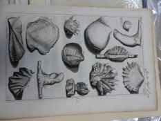 COLLECTION OF 18TH CENTURY AND LATER PRINTS, RELATING TO NATURAL HISTORY INCLUDING ORNITHOLOGICAL