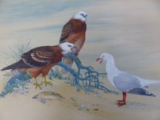 ROBIN HILL (AUSTRALIAN 1932-), SQUARE TAILED KITES AND SILVER GULL, SIGNED AND DATED 1964,