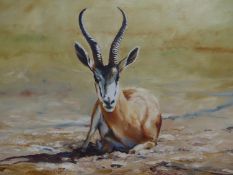 ROBERT TAYLOR (20TH CENTURY) A RECUMBENT IBEX, SIGNED, OIL ON BOARD, 36 X 51CM