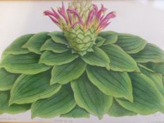 A LARGE COLLECTION OF FRAMED ANTIQUE BOTANICAL PRINTS, MANY HAND COLOURED, APPROXIMATELY 35 IN TOTAL