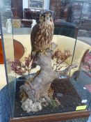 A MOUNTED STUDY OF A FEMALE MERLIN.