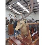 A LARGE TAXIDERMY STAGS HEAD