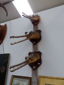 A TRIO OF GHARIAL TAXIDERMY MOUNTS STUDIES