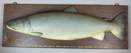 A RARE FISHING TROPHY CARVED AND NATURALISTIC PAINTED SALMON. MOUNTED WITH LINE AND HOOK AND