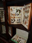 A COLLECTION OF CASED BUTTERFLY STUDIES.