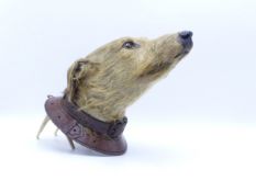 A FINE VICTORIAN TAXIDERMY HEAD OF A COURSING LURCHER MOUNTED ON AN OAK BELT SHAPED SHIELD WEARING A