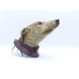 A FINE VICTORIAN TAXIDERMY HEAD OF A COURSING LURCHER MOUNTED ON AN OAK BELT SHAPED SHIELD WEARING A