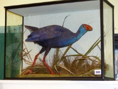 A GLASS CASED TAXIDERMY SPECIMEN OF A MEDITERRANEAN PURPLE GALLINULE OR PURPLE SWAMPHEN PORPHYRIO