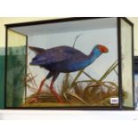 A GLASS CASED TAXIDERMY SPECIMEN OF A MEDITERRANEAN PURPLE GALLINULE OR PURPLE SWAMPHEN PORPHYRIO