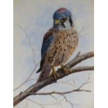 MARK CHESTER (20TH CENTURY), PORTRAIT OF AN AMERICAN KESTREL ON A BRANCH, SIGNED AND DATED 1991,