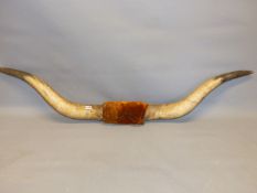 A PAIR OF LONGHORN CATTLE HORNS.