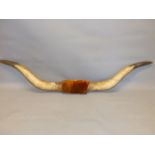 A PAIR OF LONGHORN CATTLE HORNS.