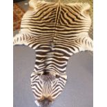 A LARGE BURCHELLS ZEBRA HIDE