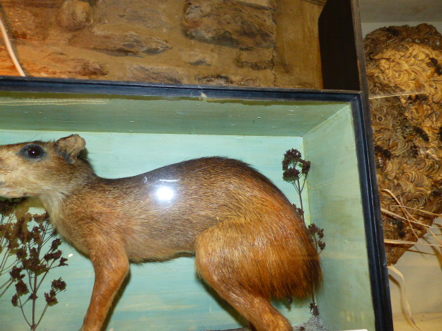 A RARE VICTORIAN CASED TAXIDERMY SPECIMEN OF A PATAGONIAN MARA, DOLICHOTIS PATAGONUM, - Image 6 of 13