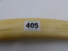 A PAIR OF LARGE EARLY 20TH.C.WALRUS TUSKS, APPROX. 53CMS. LONG