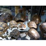A GROUP OF TEN TORTOISE AND TERRAPIN CARAPACE TO INCLUDE TWO FULL MOUNTS.
