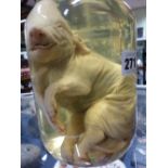 A CURIOUS PRESERVED SIAMESE PIGLET HAVING TWO BODIES AND ONE HEAD.