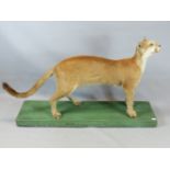 AN IMPRESSIVE VICTORIAN TAXIDERMY SPECIMEN OF A PUMA OR MOUNTAIN LION, FELIS CONCOLOR, MOUNTED FOR
