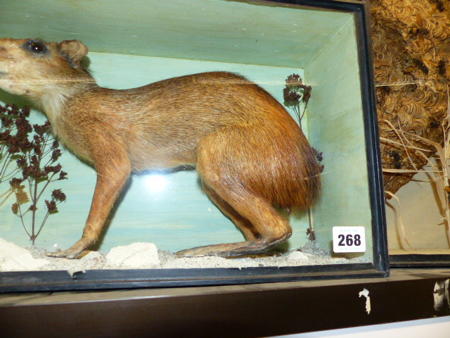 A RARE VICTORIAN CASED TAXIDERMY SPECIMEN OF A PATAGONIAN MARA, DOLICHOTIS PATAGONUM, - Image 5 of 13