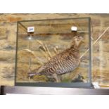 A TAXIDERMY MOUNT HEATH HEN IN NATURALISTIC SETTING AND FULL GLAZED CASE.