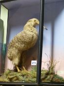 A FINE VICTORIAN TAXIDERMY SPECIMEN OF A NEW ZEALAND NORTH ISLAND KIWI, APTERYX AUSTRALIS