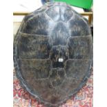 TWO LARGE EARLY 20TH.C.TURTLE CARAPACE. 90 AND 93CMS LONG