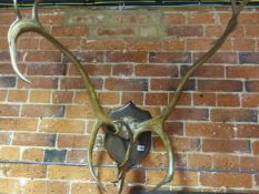 AN IMPRESSIVE PAIR OF STAG ANTLERS AND FRONTLET ON AN OAK WALL SHIELD WALL MOUNT.