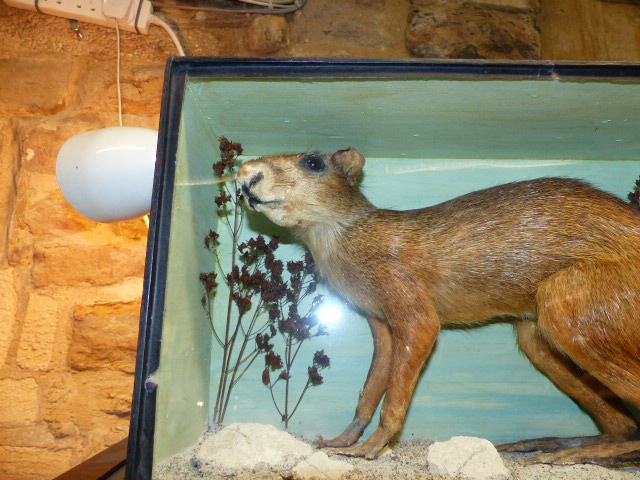 A RARE VICTORIAN CASED TAXIDERMY SPECIMEN OF A PATAGONIAN MARA, DOLICHOTIS PATAGONUM, - Image 3 of 13