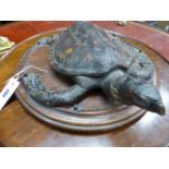 A 19TH.C.FULL MOUNTED SMALL HAWKSBILL TURTLE ON GALLERIED MAHOGANY BASE.