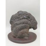 AN ANTIQUE SCHOLARS BRACKET FUNGUS MOUNTED ON MAHOGANY WALL PLAQUE.