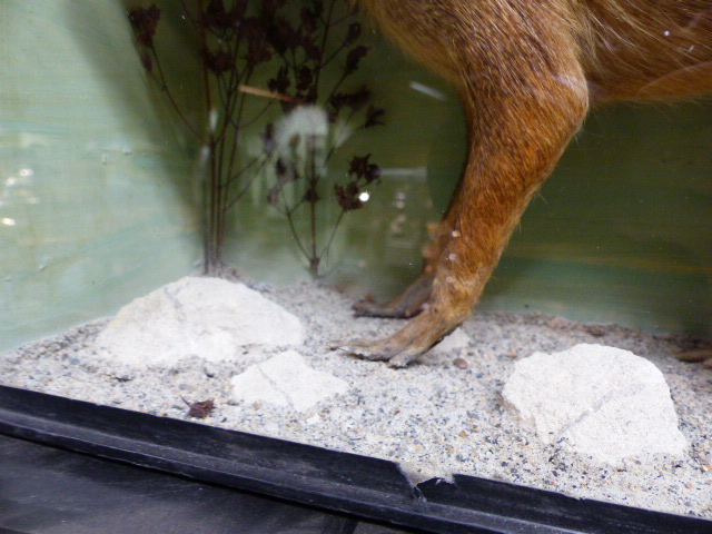 A RARE VICTORIAN CASED TAXIDERMY SPECIMEN OF A PATAGONIAN MARA, DOLICHOTIS PATAGONUM, - Image 11 of 13