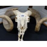 A BLEACHED RAM'S SKULL AND HORNS.