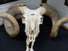 A BLEACHED RAM'S SKULL AND HORNS.
