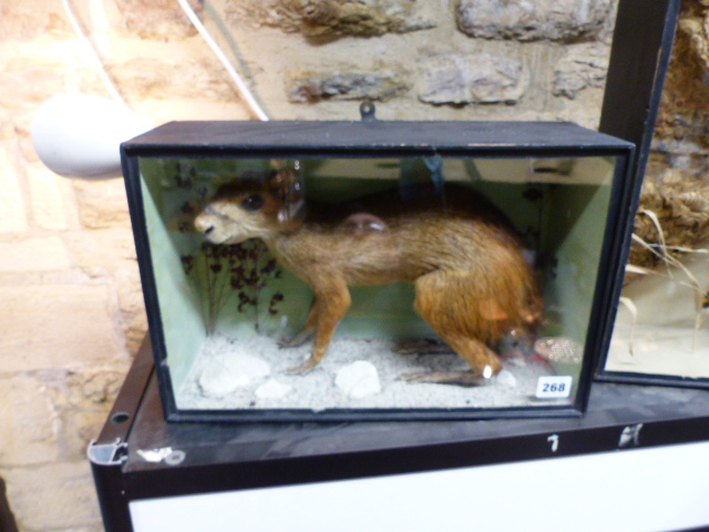 A RARE VICTORIAN CASED TAXIDERMY SPECIMEN OF A PATAGONIAN MARA, DOLICHOTIS PATAGONUM, - Image 2 of 13