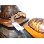 A GROUP OF THREE LATE 19TH/EARLY 20TH.C.FULL MOUNT TORTOISE, TWO MOUNTED ON WOODEN BASES.