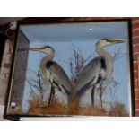 A VICTORIAN TAXIDERMY CASED PAIR OF BLUE HERONS, ARDEA HERNIAS, BY WM. BAZLEY OF NORTHAMPTON WITH