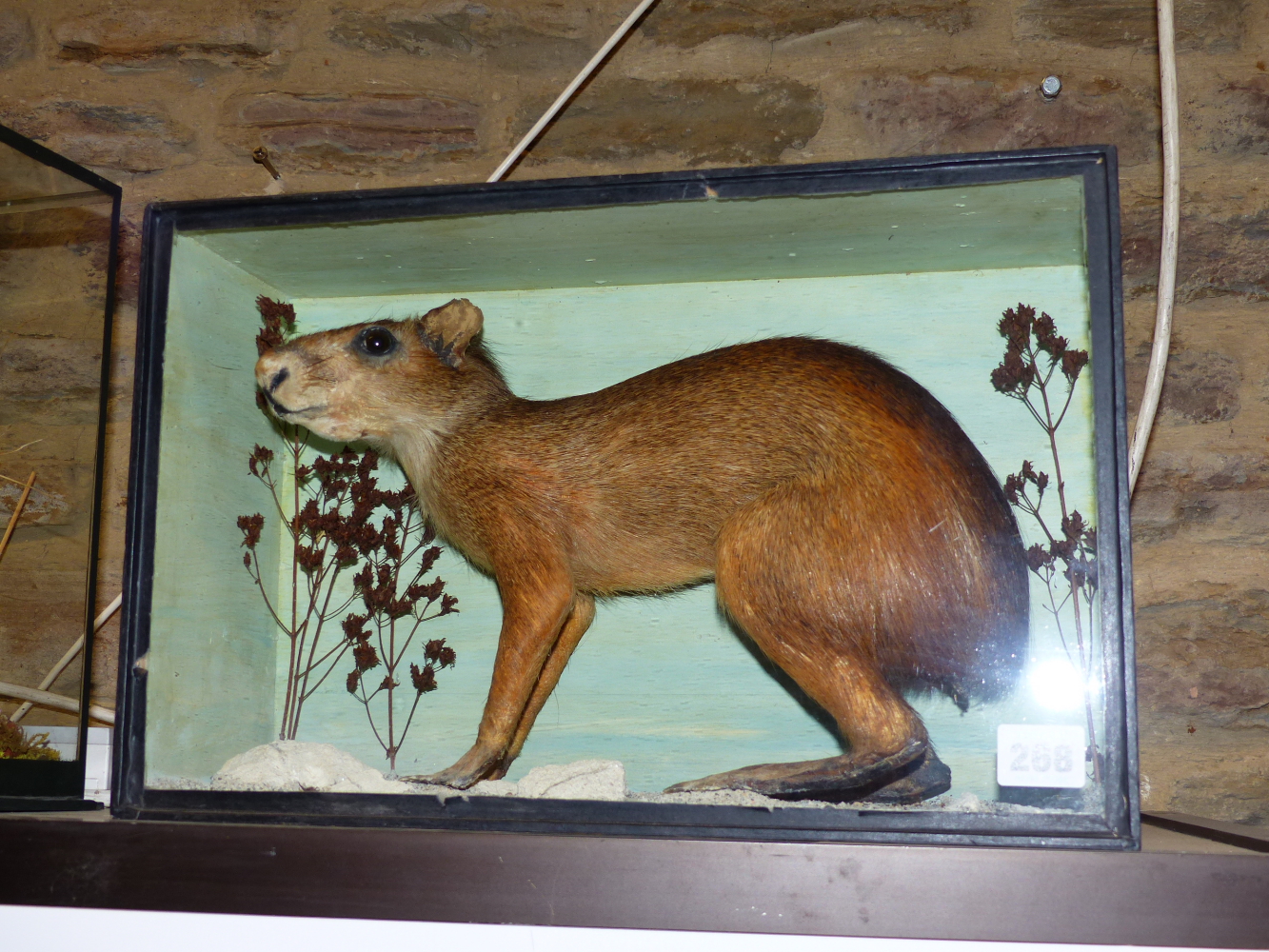 A RARE VICTORIAN CASED TAXIDERMY SPECIMEN OF A PATAGONIAN MARA, DOLICHOTIS PATAGONUM,