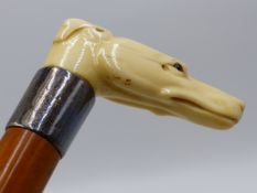 A GOOD 19TH CENTURY IVORY HANDLED WALKING STICK WITH WELL DETAILED DOG'S HEAD HANDLE, SILVER